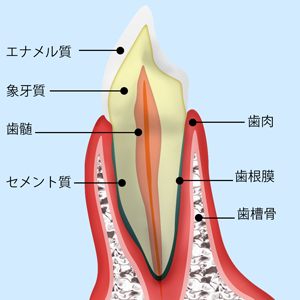 アース歯科クリニック　歯医者　板橋　歯が痛い・しみる【虫歯治療】
